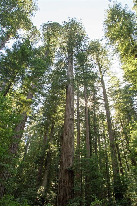 giants  california vii photograph  meagan watson