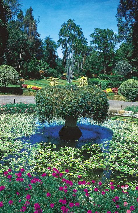 peradeniya botanic gardens map kandy sri lanka facts britannica