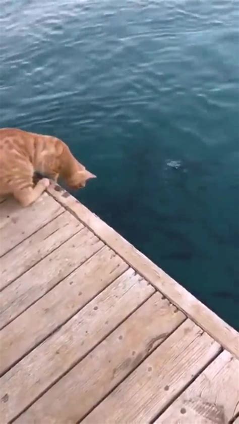 dumpert kat  pro visser