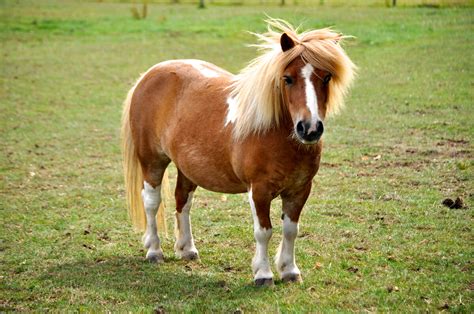 las  razas de ponis mas populares mis animales