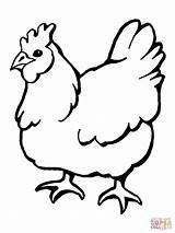 Chicken Line Drawing Hen Getdrawings sketch template