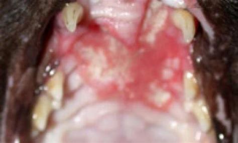 40 Hq Pictures Rodent Ulcer Cat Rodent Ulcer Cat Mouth Ulcers And