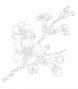 Rawpixel Sakura sketch template