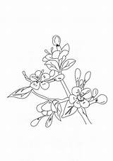 Blossom Scribblefun sketch template