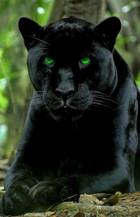 claws a mysterious black jaguar is terrorizing up country