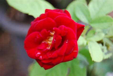 mawar merah  ifrayaski  deviantart