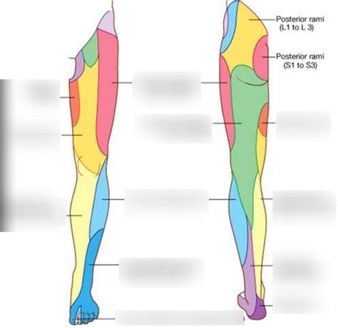 cutaneous innervation   limb diagram quizlet   porn website