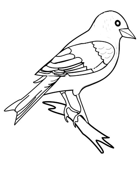 finch coloring page animals town animals color sheet finch