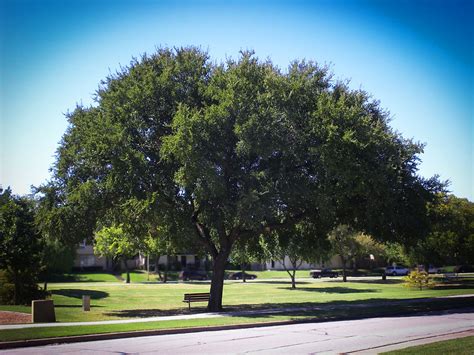 Cedar Elm Houston Verdant Tree Farm And Landscape