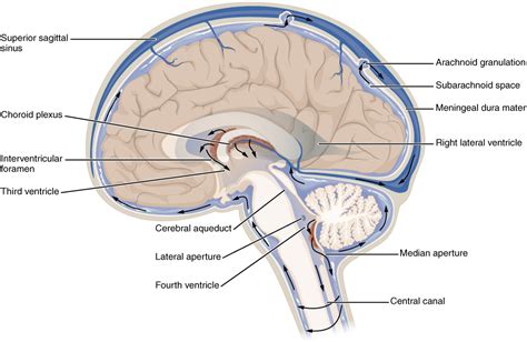 ventricles  brain simple english wikipedia   encyclopedia