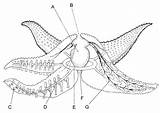 Starfish Echinodermata Life Classification Diagram Anatomy Sea Echinoderms Science Biology Dissection Worksheets Animal Phylum Marine Worksheet Star Labeling Internal Fish sketch template