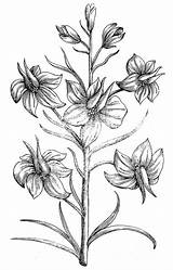 Larkspur 1612 Granger Botany sketch template