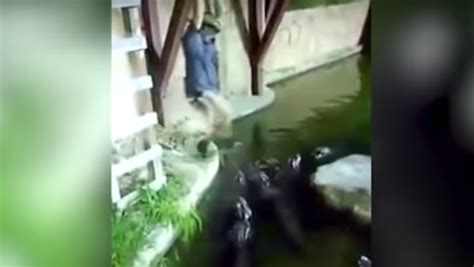 snap terrifying moment man falls into pool of hungry alligators