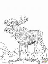 Elk Printable Alce Moose Colorare Disegni Coloringhome sketch template