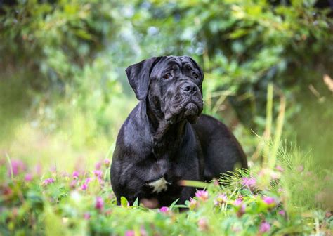 cane corsos good protection  guard dogs cane corso center