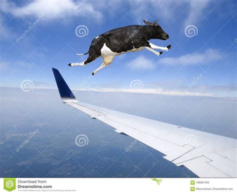 funny flying  plane travel stock photo image  animal airplane