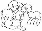 Baby Coloring Lamb Worlds Animal sketch template