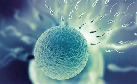 how long can sperm live inside a woman alqurumresort