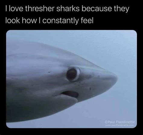 I Love Thresher Sharks Because They Look How I Memegine