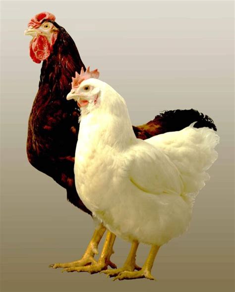 start poultry farming  kenya tukocoke