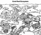 Corail Reef Ko sketch template