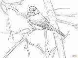 Chickadee Capped Songbird Ausmalbild Ausmalbilder Singvogel Super Supercoloring Kategorien sketch template