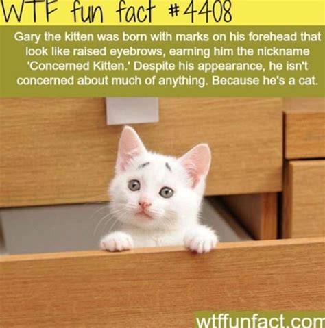 Pin By Madison Gardner On Amazing Interesting Fun Facts Cute Funny