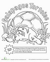 Galapagos Tortoise Education sketch template