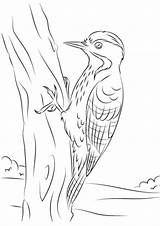 Specht Ausmalbilder Bonte Woodpecker Breasted Ausmalen Grosbeak Zeichnen Tiere sketch template