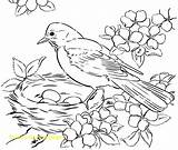 Birds Colouring Bird Coloring Drawing Pages Getdrawings sketch template