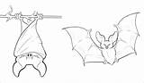 Upside Bats Nietoperz Kolorowanki Kelelawar Fledermaus Lucu Mewarnai Bestcoloringpagesforkids Kartun Dzieci Pobrania Druku Gemerkt Pemandangan Flora Binatang Unik Terlengkap Sketch sketch template
