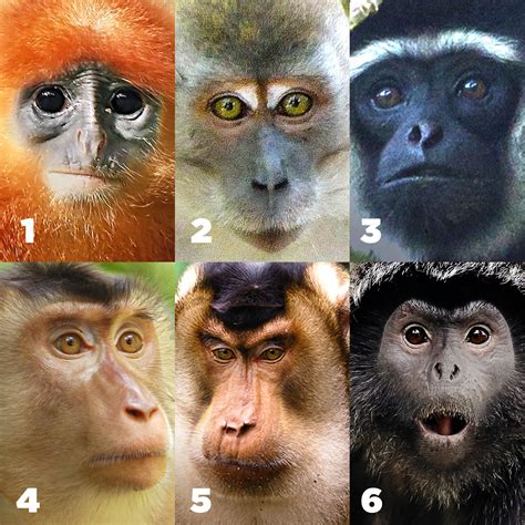 main differences  apes  monkeys