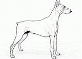 Doberman Pinscher Cachorros sketch template