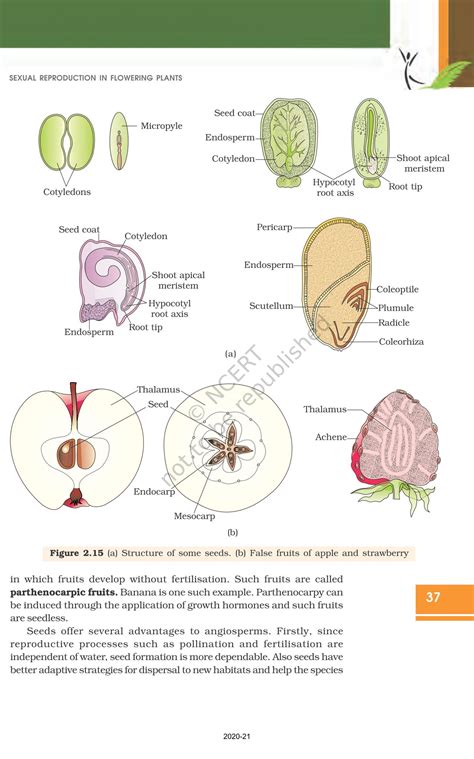 Sexual Reproduction In Flowering Plants Ncert Pdf Read Online Class