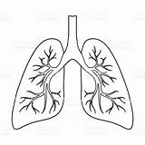 Lungs Outline Clipart Drawing Organs Background Isolated Icon Style Clipground Getdrawings Royalty Vector Stock sketch template