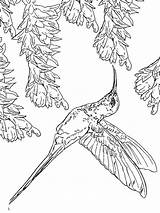 Coloring Hummingbird Pages Hummingbirds Ruby Throated Birds Color Printable Print Getcolorings Getdrawings Recommended sketch template