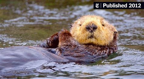 Sea Otters’ Failure To Thrive Confounds Researchers The New York Times