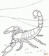 Scorpion Skorpion Ausmalbild Scorpions Tiere Desierto Einfacher Riesenkalmar Ausmalbilder Coloriage Supercoloring Dessin Malvorlage Ogle Kalmar Source Chang Jodi Colorir Coloriages sketch template