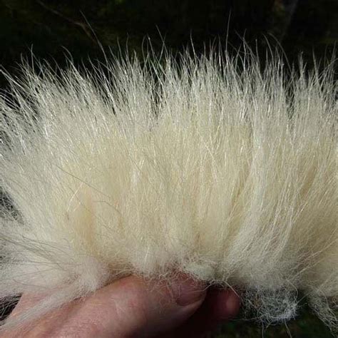 polar bear fur long