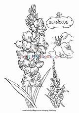Gladiolus Colouring Coloring Flower Pages Village Activity Explore sketch template