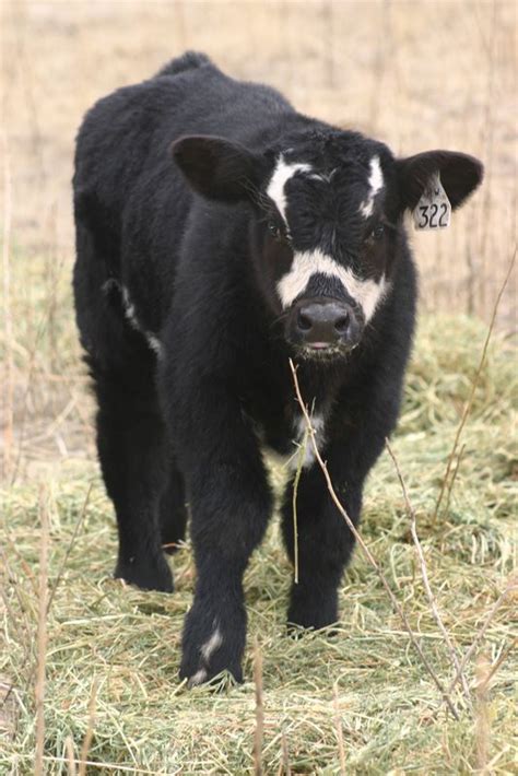 lautner farms heat wave bull calf butter creek club calves
