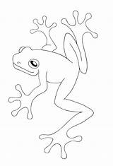 Frog Coloring Pages Printable Tree Frogs Kids Drawing Outline Tattoo Red Eyed Print Animal Cartoon Line Sheets Patterns Clipart Drawings sketch template