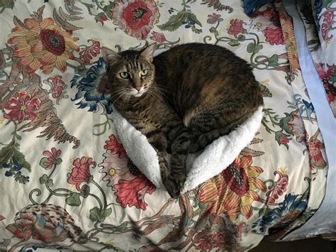 Stinky Loves Her New Cat Bed Cute Cats Hq Pictures Of Cute Cats And