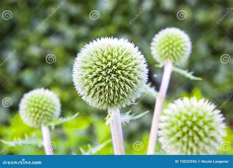 globe thistle green stock photo image  aster details
