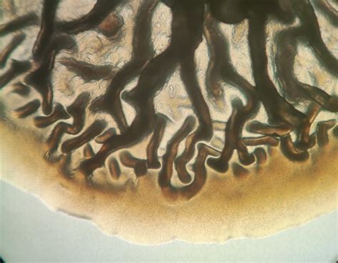microscope view   bacillus genus bacterial colony photograph