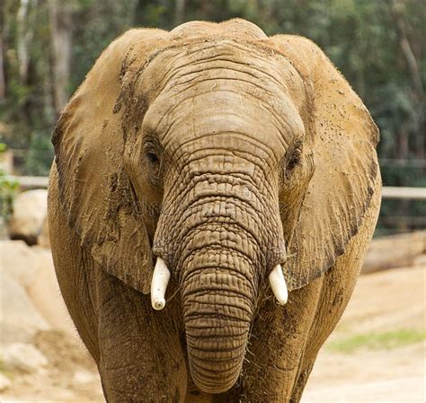 african elephant head stock    royalty