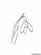 Snowdrop Line Template Drawing Coloring Google Flower Flowers Drawings Pages Tattoos Search Tattoo Linocut Simple sketch template