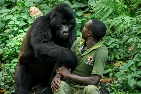 he s a keeper gorilla helps cheer up carer with hugs