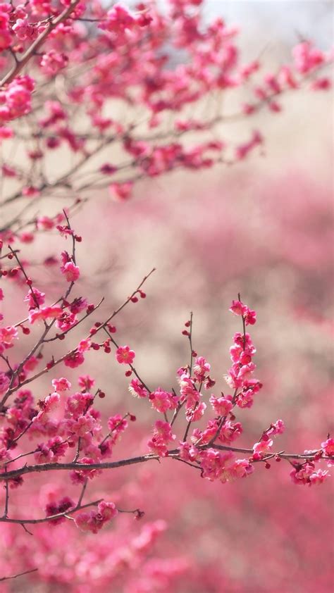 cool pink blossom nature flower spring iphone6 plus wallpaper spring wallpaper nature