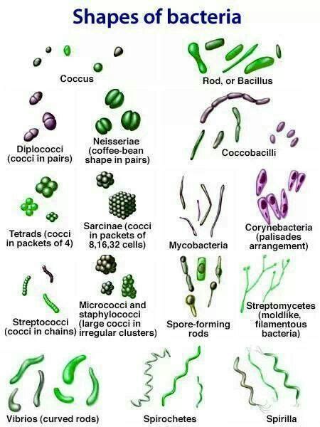 shapes  bacteria ideas  pinterest bacteria